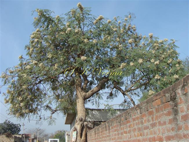  Tree in bloom